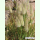 Lagurus ovatus - Samtgras (Saatgut)