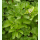 Ligusticum scoticum - Schottische Mutterwurz (Bio-Saatgut)