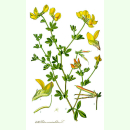Lotus corniculatus Wildform - Hornschotenklee (Saatgut)