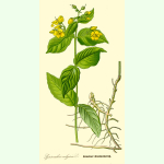 Lysimachia vulgaris - Gewöhnlicher Gilbweiderich (Saatgut)