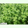 Mentha rotundifolia - Rundblättrige Minze (Saatgut)