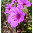 Mirabilis multiflora - Colorado Wunderblume (Saatgut)