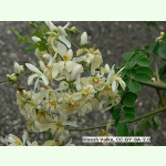 Moringa oleifera - Meerrettichbaum (Saatgut)