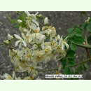 Moringa oleifera - Meerrettichbaum (Saatgut)