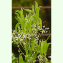 Myrrhis odorata - Süßdolde (Saatgut)