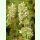 Nepeta cataria ssp. citriodora - Weiße Melisse (Saatgut)