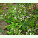 Origanum vulgare ssp. hirtum - Griechischer Oregano...