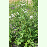 Parthenium integrifolium - Wildes Chinin (Saatgut)