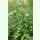 Parthenium integrifolium - Wildes Chinin (Saatgut)