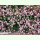 Persicaria capitata - Himalaya-Knöterich (Saatgut)