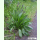 Plantago lanceolata - Spitzwegerich (Bio-Saatgut)