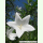 Platycodon grandiflorus Hakone White - Ballonblume weiß (Saatgut)
