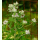 Pycnanthemum pilosum - Amerikanische Minze (Saatgut)