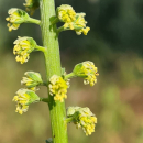 Reseda luteola - Färberwau (Saatgut)