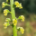 Reseda luteola - Färberwau (Saatgut)