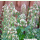 Reseda odorata Grandiflora - Duftresede (Saatgut)