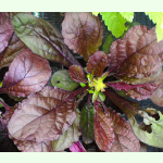 Salvia lyrata Purple Knockout - Indianischer Heilsalbei (Saatgut)