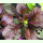 Salvia lyrata Purple Knockout - Indianischer Heilsalbei (Saatgut)