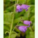 Salvia przewalskii - Roter Salbei (Saatgut)