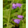 Salvia przewalskii - Roter Salbei (Saatgut)