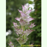 Salvia sclarea var. turkestanica Vatican Pink - Muskateller-Salbei (Saatgut)