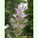 Salvia sclarea var. turkestanica Vatican Pink -...
