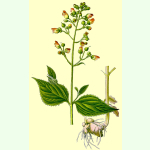 Scrophularia nodosa - Braunwurz (Saatgut)
