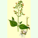 Scrophularia nodosa - Braunwurz (Saatgut)