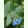 Symphytum caucasicum - Kaukasus-Beinwell (Saatgut)