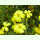 Tagetes tenuifolia Lemon Gem - Zitronen-Tagetes (Bio-Saatgut)