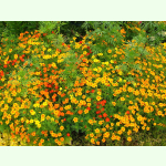 Tagetes tenuifolia Orange Gem - Gewürz-Tagetes (Bio-Saatgut)