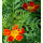 Tagetes tenuifolia Paprika/Red Gem - Gewürz-Tagetes (Saatgut)