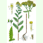 Tanacetum vulgare - Rainfarn (Saatgut)