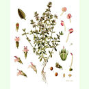 Thymus vulgaris Deutscher Winter - Garten-Thymian (Saatgut)