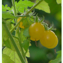 Tomate Kleine Gelbe - Gelbe Wildtomate (Saatgut)