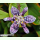 Tricyrtis hirta - Japanische Krötenlilie (Saatgut)