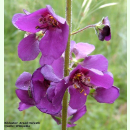 Verbascum phoeniceum - Violette Königskerze...