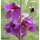 Verbascum phoeniceum - Violette Königskerze (Bio-Saatgut)