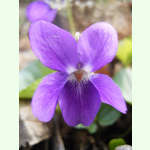 Viola odorata Königin Charlotte - Duftveilchen (Saatgut)
