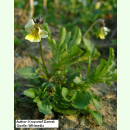 Viola arvensis - Acker-Stiefmütterchen (Saatgut)