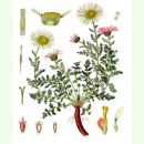 Anacyclus pyrethrum - Römischer Bertram (Bio-Saatgut)
