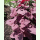 Atriplex hortensis var. rubra - Rote Gartenmelde (Bio-Saatgut)