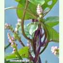 Basella alba Rubra - Malabarspinat (Bio-Saatgut)