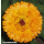 Calendula officinalis Erfurter Orangefarbige - Ringelblume (Bio-Saatgut)