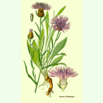 Centaurea jacea - Wiesen-Flockenblume (Bio-Saatgut)