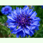 Blume 6500 Samen Kornblume Blau Kugel/ Kugel Blau Centaurea Cyanus 