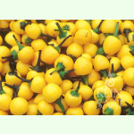 Chili Gelbe Kirsche - Capsicum annuum (Bio-Saatgut)