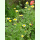 Chrysanthemum coronarium - Speisechrysantheme (Bio-Saatgut)
