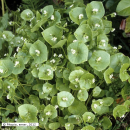 Claytonia perfoliata - Postelein (Bio-Saatgut)