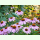 Echinacea angustifolia - Schmalblättriger Sonnenhut (Bio-Saatgut)